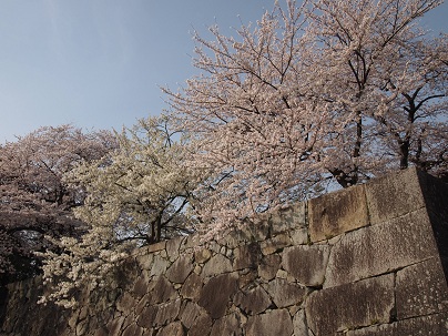 ２０１３年４月　彦根城の桜.jpg