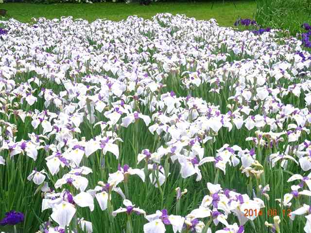DSC04184_R.JPG