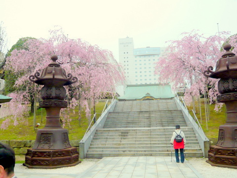 依知山東照宮の枝垂桜