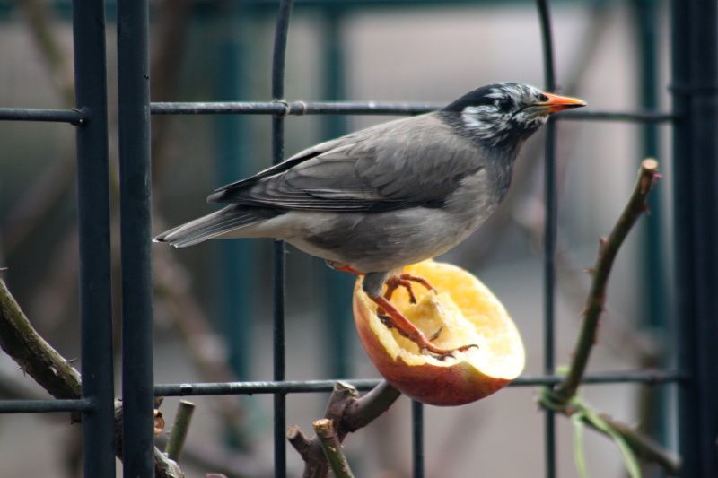 庭に来る野鳥 バラと可愛い花たち 楽天ブログ