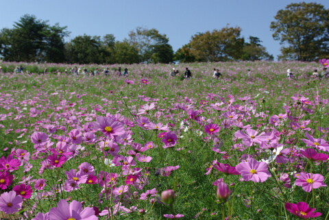 花の丘のコスモス