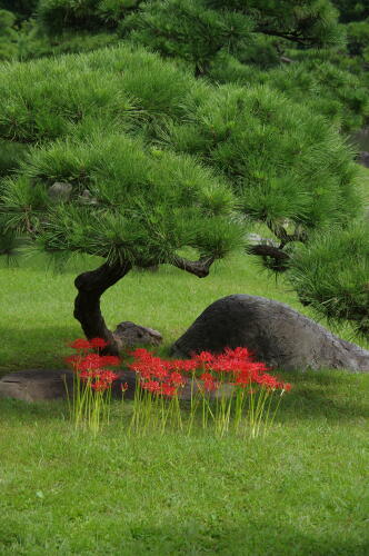 旧芝離宮恩賜庭園にて