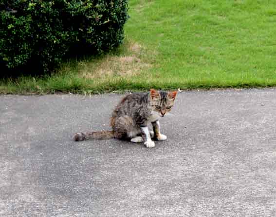 我が家のニャンコ♪2013/7/26-3