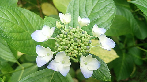 IMG_20150531_150818.jpg