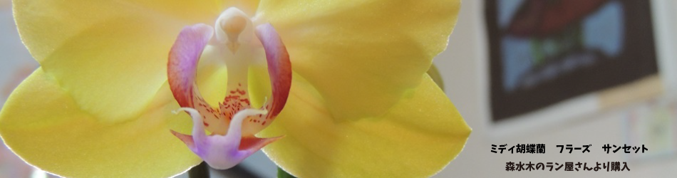 6か月花が絶えないミディ胡蝶蘭フラーズサンセットの記録 はじめての洋ランナビ 楽天ブログ