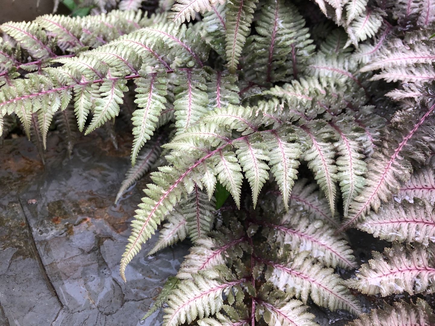 4ページ目の記事一覧 Blessings Of Nature 楽天ブログ