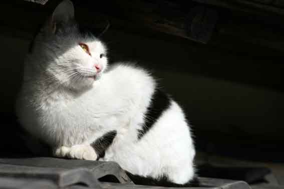 我が家のニャンコ♪2014/02/23-3