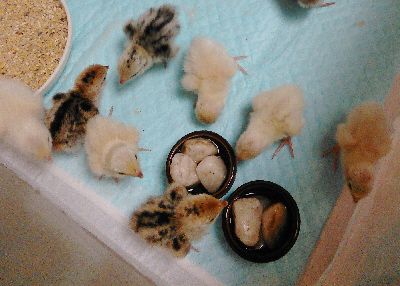 20150815(1)