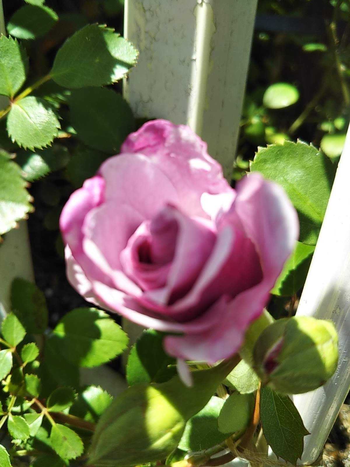 今日の 庭の花１ 笑えるサバイバルガーデンにようこそ 楽天ブログ