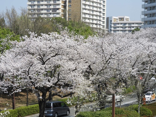 光が丘公園の桜