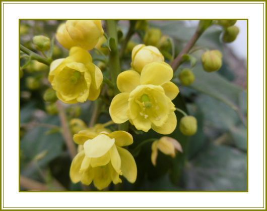 ２月10日 柊南天残る寒さに痛み入る 花の歳時記 天南星の魅力 山野草 楽天ブログ