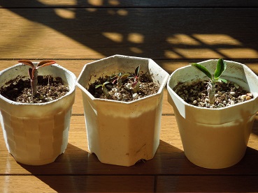 花きりん2-28ｰ3