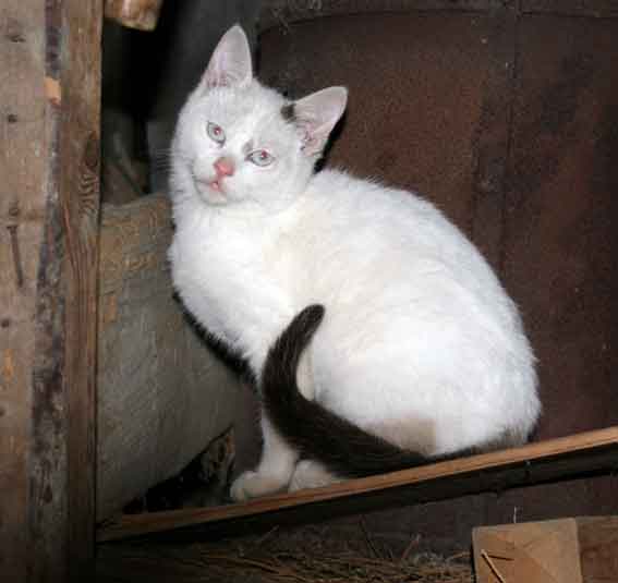 我が家のニャンコ♪2014/02/11-3