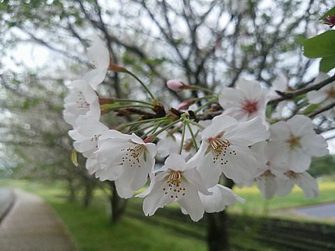 IMG_20160409_122650.jpg