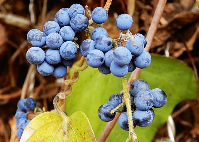 アオツヅラフジ房8