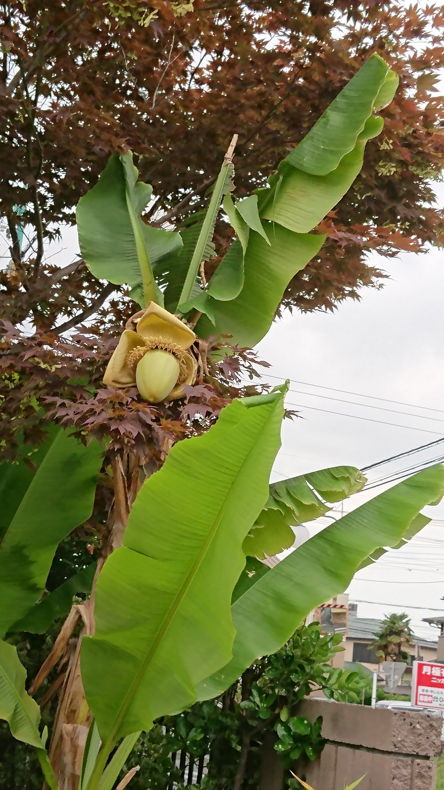 南国ムードの 芭蕉の木 はぬる７のブログ 楽天ブログ