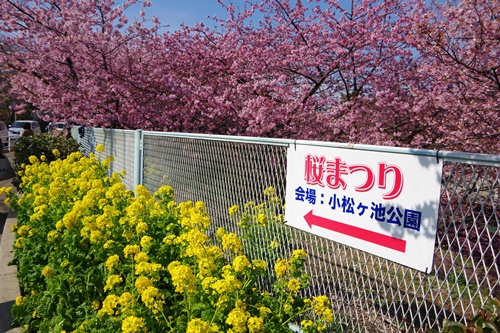 三浦海岸の河津桜