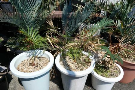 サイカス・ムルチピンナータ(Cycas multipinnata)～ムルチフロンディス