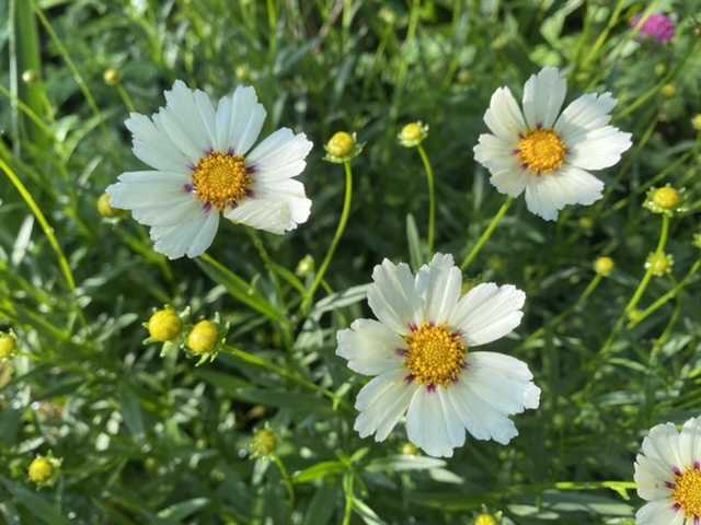 コレオプシス。輪は広がっていくものですね。 | 静かな時が流れる｢風の