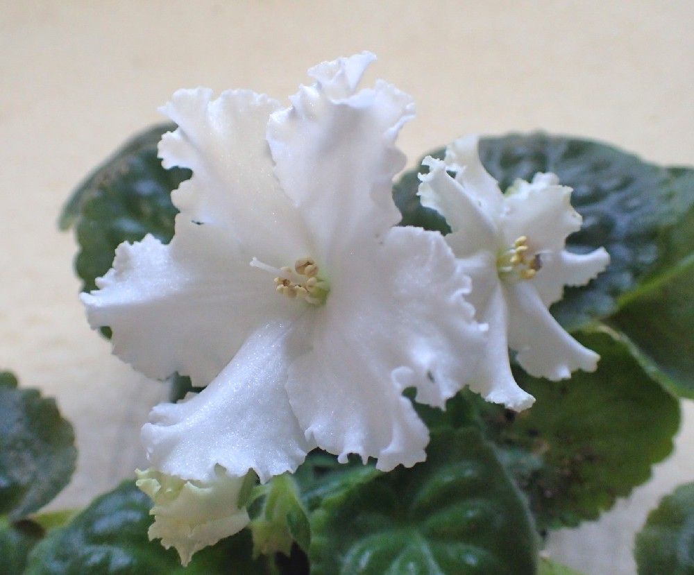 2018.11.17 NK-Marsh Mendelsona／セントポーリア／ロシア作品