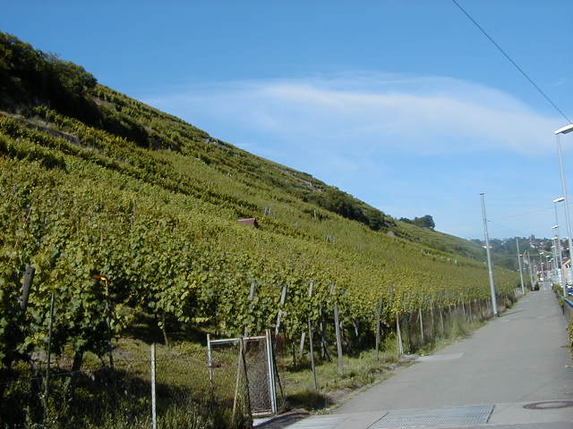 P6230050.JPG