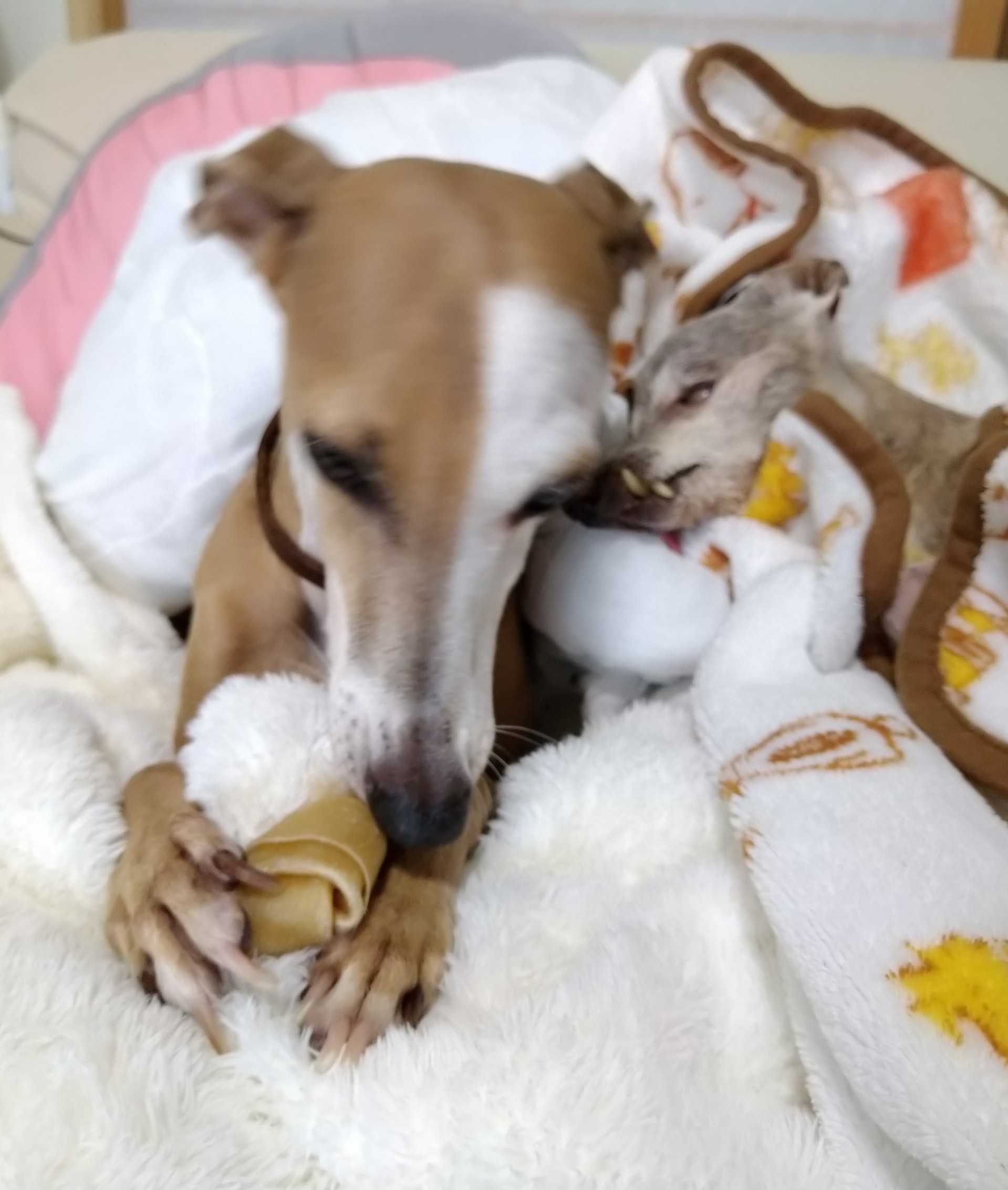 ガムくちゃくちゃティナさん ちゅらおばぁ とティナ イタグレ のブログ 楽天ブログ ガムくちゃくちゃティナさん ちゅらおばぁ とティナ イタグレ のブログ 楽天ブログ