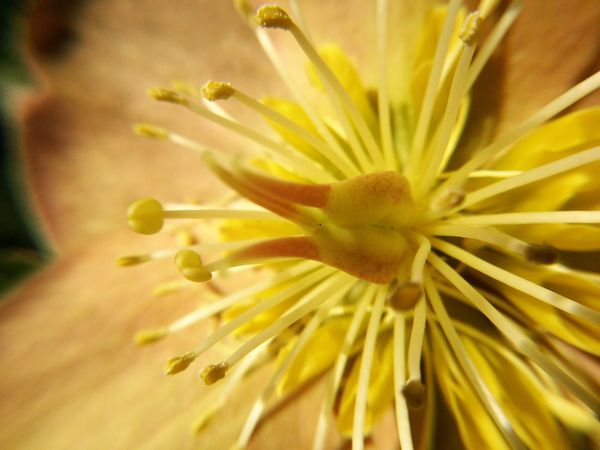 christmas rose macro