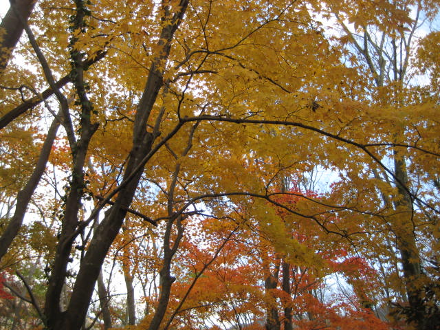 IMG_1412.JPG