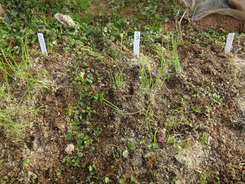 良い葱１.jpg