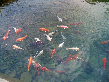 野良鯉です