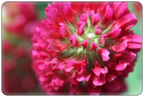 能美市石子町-10 クリムソンクローバー-4 13.5.18