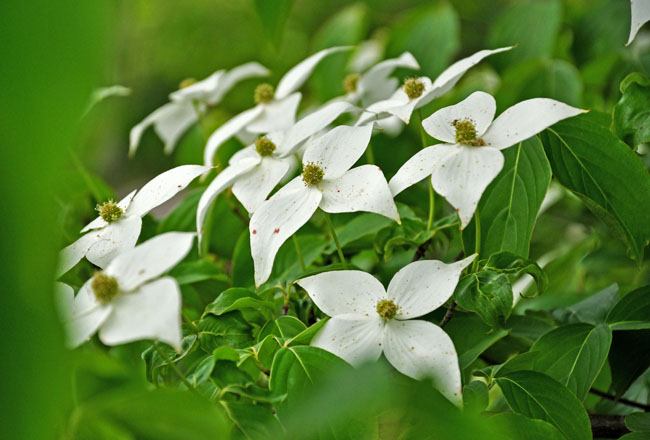 花４