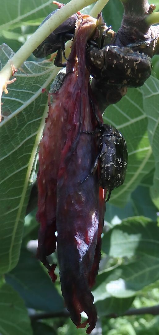 イチジク 桝井ドーフィン 夏果は 鳥 虫に先を越されていた ショーン００７ａの日記 楽天ブログ