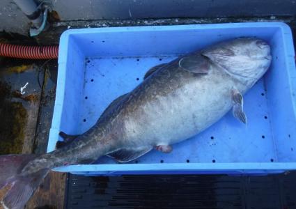 北海道の釣り 日本の釣りと世界の釣り タイラバ釣行記 楽天ブログ