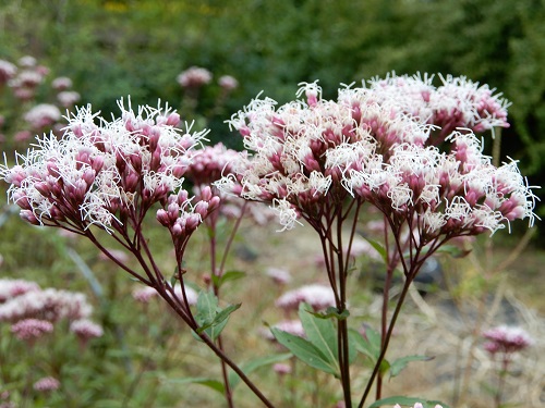 フジバカマ (1).JPG