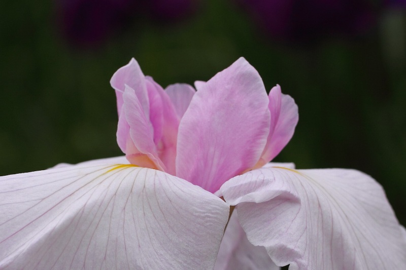 花菖蒲色々_15.jpg