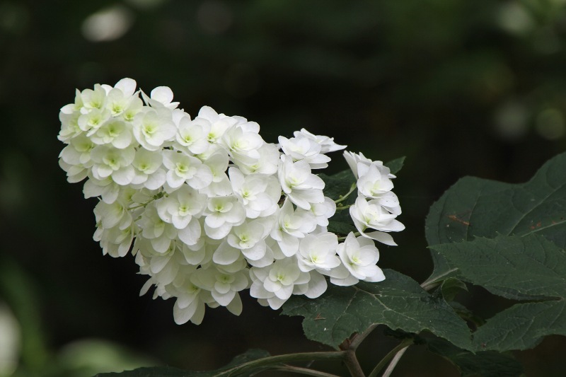長居植物園_18-3.jpg