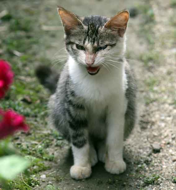 我が家のニャンコ♪2013/9/11-3