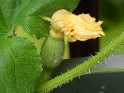 プリンスメロン