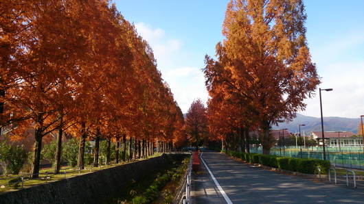 Road of autumn tint-2.jpg