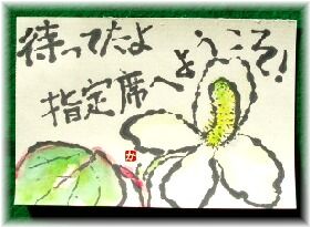 どくだみ　１