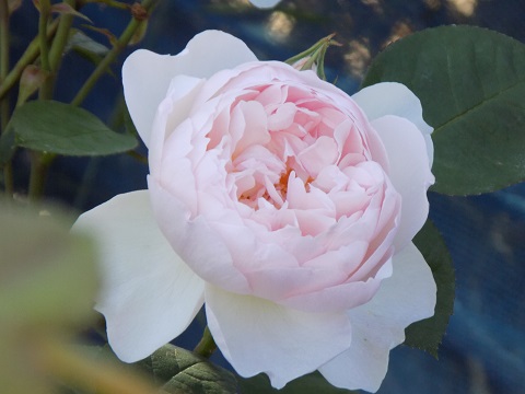 DSCN0559.JPG