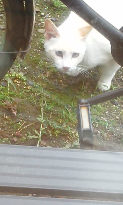猫さん3.jpg