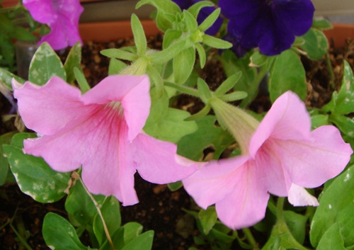 DSC06302.JPG