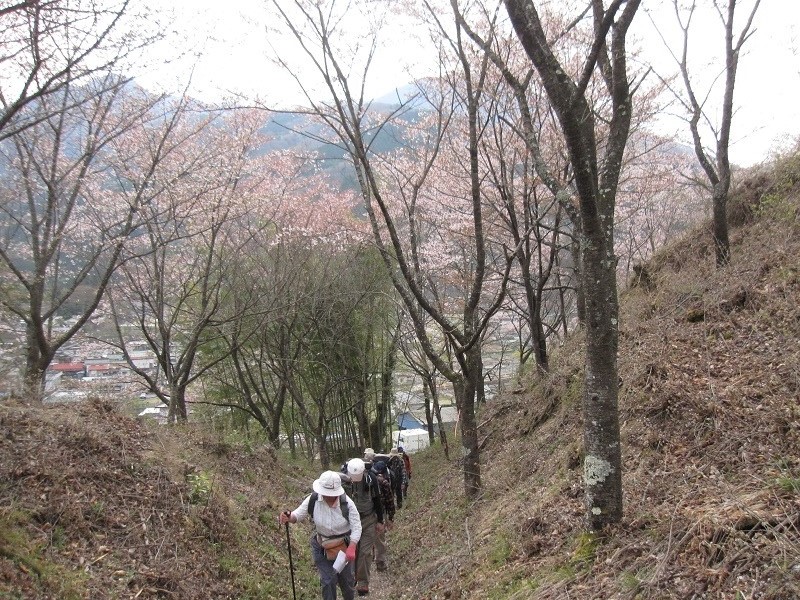 桜花爛漫の中を.JPG