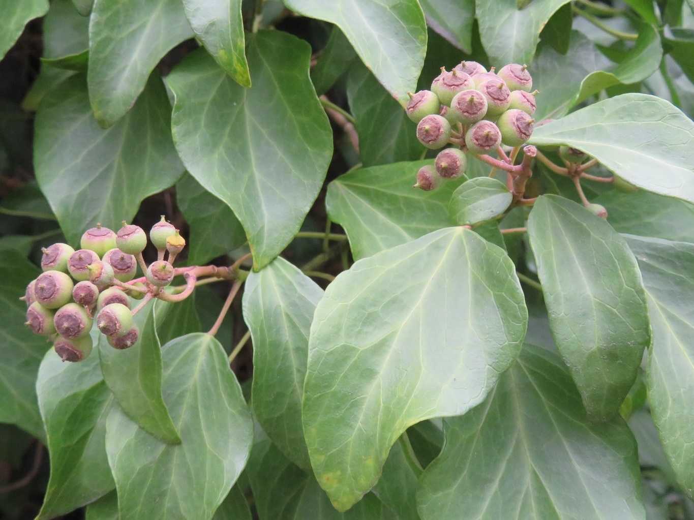 家内も楽しみ 実はキヅタ だい のひとりごと 楽天ブログ