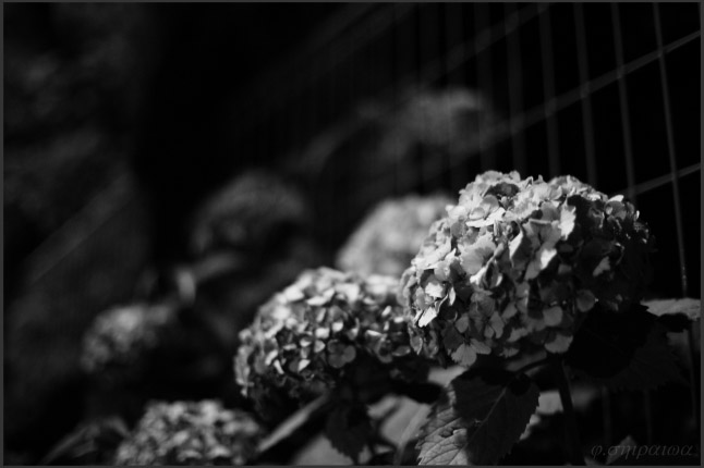 紫陽花