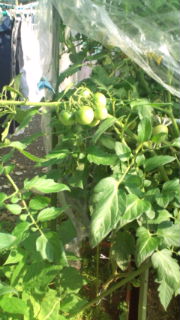 20120812083027.jpg