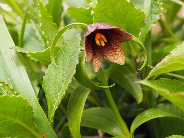 月山の花 クロユリ ミヤマウスユキソウ 東北地方の山と花 頑張れ東北 頑張れ日本 楽天ブログ