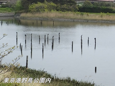 東京港野鳥公園にて